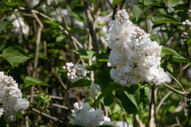 Çiçek açan beyaz leylak kümesine tam gün ışığında yaklaş. Romantik bahar temaları, bahçe işleri ve doğal ürün ambalajları için ideal. Saflığın, güzelliğin ve yazın ilk çiçeklerinin sembolü..