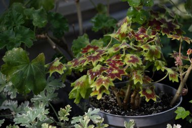 Süslü pelargonyum, yıldız şeklinde yeşil ve kırmızı yapraklı bir saksı. Bahçe işleri dergileri, bitki bakımı blogları, çocuk katalogları, kapalı bitki tanıtımları ve botanik eğitimi için uygundur..