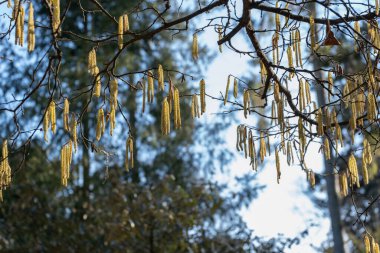 İlkbaharın başlarında kuru ot ve topraktan çıkan narin beyaz kar damlaları. Mevsimsel yenilenmenin ve umudun sembolü. Doğa blogları, bitkisel içerik, çevre konuları ve mevsimsel takvimler için ideal.