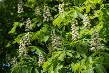 Kestane ağacının yemyeşil dalları. Çiçek açan beyaz çiçek kümeleri. Bahar ve şehir parkı temaları için mükemmel. Eğitim içeriği, şehir tasarımı ve mevsimsel promosyonlarda kullanılmaya elverişli.
