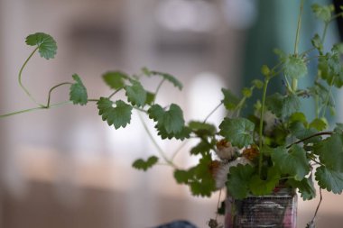 Geri dönüşümlü bir konteynırda büyüyen yeşil yapraklı bitki. Sürdürülebilir yaşam, ekolojik bilinç alışkanlıkları ve kentsel bahçıvanlık eğilimlerini yansıtıyor. Çevre blogları, ev dekorasyonu ve bitki severler için harika..