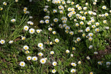Yeşil çimen arka planında sarı merkezleri olan çiçek açan beyaz papatyalar. Tazelik, masumiyet ve bahar neşesini çağrıştırıyor. Çevre kampanyaları, çiçek posterleri ya da kitaplar için harika..