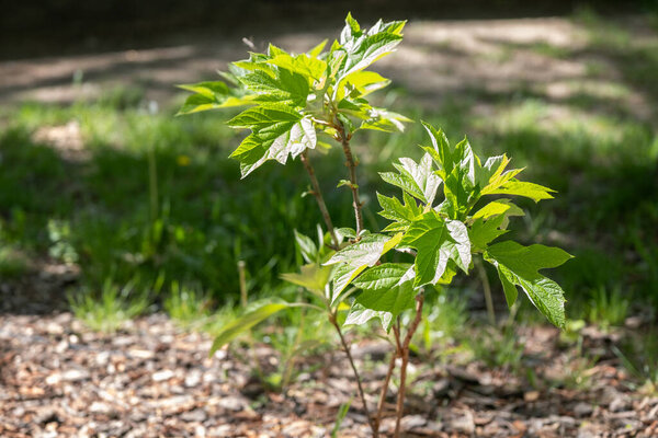Close-up of a young Hydrangea quercifolia (oakleaf hydrangea) growing in a sunny park area. Recognizable by its lobed leaves resembling oak foliage, this ornamental shrub is popular in landscaping and botanical gardens. Ideal for horticulture content
