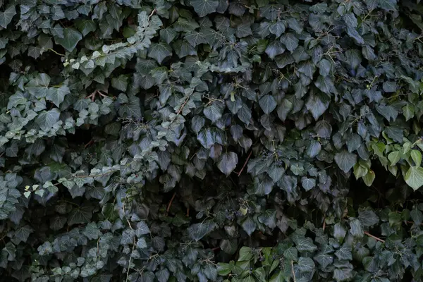 Koyu yeşil sarmaşık yapraklarından oluşan kalın duvar doğal bir bitki dokusu oluşturuyor. Bu yakın çekim, arka planlar, botanik temalar, ekolojik tasarımlar ve grafik projelerdeki doğal dokular için ideal olan yoğun yeşillik ve tırmanma yapısını yakalar..