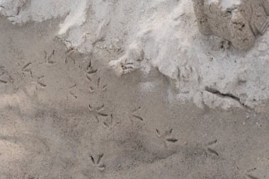 Kumsaldaki ıslak kumun üzerine basılmış kuş ayak izleri. Bir deniz kuşunun bıraktığı doğal desenler kıyı manzarasına organik ve vahşi yaşam için ilham verici bir element ekler. Doğa temalı tasarımlar, koruma konuları ve vahşi yaşam farkındalığı için ideal