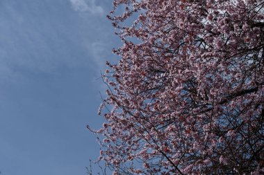 Çiçek açan kiraz çiçekleri canlı, mavi bir bahar gökyüzüne uzanır. Bu sakin ve mevsimsel görüntü doğa temalı içerik, tebrik kartları, takvimler veya bahar promosyonları için idealdir..