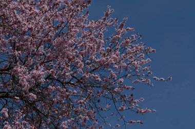 Çerçeveyi, Japonya 'daki baharı sembolize eden sayısız pembe çiçeklerle dolu canlı bir sakura ağacı doldurur. Mavi gökyüzü kontrastı onu tatil kartları, takvimler ve doğa temalı promosyonlar için mükemmel kılıyor..