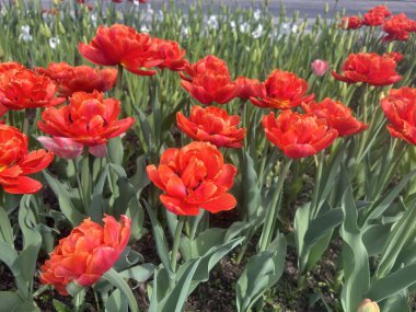 İlkbaharda iyi bakılmış bir çiçek tarhında açan canlı kırmızı laleler. Canlı çiçekler yeşil gövde ve arka planla çok güzel zıtlaşır ve mevsimsel doğayı resmetmek için ideal hale gelir.
