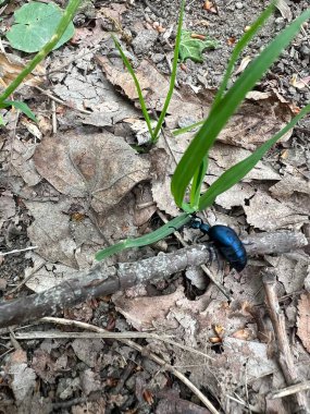 Kuru yapraklar, dallar ve çimenlerin arasından geçen parlak, koyu mavi bir böceğin yakın çekimi. Orman ekosistemi, böcek gözlemleri, makro doğa çalışmaları için mükemmel.