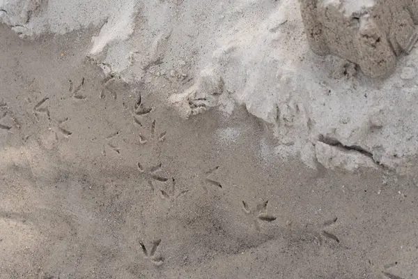 Kumsaldaki ıslak kumun üzerine basılmış kuş ayak izleri. Bir deniz kuşunun bıraktığı doğal desenler kıyı manzarasına organik ve vahşi yaşam için ilham verici bir element ekler. Doğa temalı tasarımlar, koruma konuları ve vahşi yaşam farkındalığı için ideal