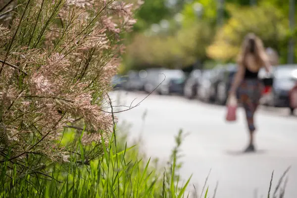 Pembe tamarisk dalları ön planda park halindeki arabalarla dolu güneşli bir sokakta yürüyen genç bir kadınla birlikte. Görüntü, ilkbaharda doğa ve günlük şehir yaşamı arasındaki zıtlığı yakalıyor..