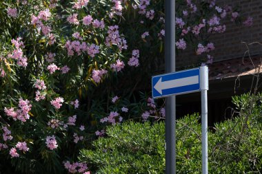 Solu gösteren mavi tek yönlü trafik işareti, yemyeşil çalıların ve çiçek açan pembe zakkum çiçeklerinin önüne yerleştirilmiş. Seyahat içeriği, kentsel doğa sahneleri, yol güvenliği malzemeleri ve mevsimsel görseller için uygundur.