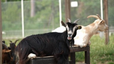 Çitlerle çevrili bir çiftlik alanındaki ahşap bir bankta dinlenen boynuzlu etkileyici kara keçi, melemenin ortasında yakalandı. Kırsal yaşam, çiftçilik ve hayvan iletişim temaları için ideal.