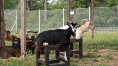 Uzun kürklü kara keçi, bir barınağın altındaki ahşap bankta oturuyor. Etrafı çitlerle çevrili bir çiftlik bölgesinde diğer keçilerle çevrili. Tarım, kırsal yaşam tarzı ve hayvan refahı konuları için mükemmel..