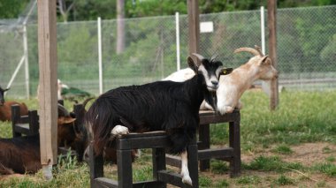 Uzun kürklü kara keçi, bir barınağın altındaki ahşap bankta oturuyor. Etrafı çitlerle çevrili bir çiftlik bölgesinde diğer keçilerle çevrili. Tarım, kırsal yaşam tarzı ve hayvan refahı konuları için mükemmel..
