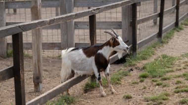 Kahverengi ve beyaz evcil keçi ahşap bir çitin yanında duruyor. Hayvanın boynuzları, zayıf vücudu ve canlı kürk deseni açıkça görülüyor. Tarım, veterinerlik ya da eğitim içeriği için mükemmel, modern ya da tra-traperatif bir yaşam sunuyor.