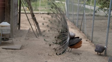 Tavuskuşu tüylerini yakınlarda iki kobay tavuğu bulunan bir açık hava kuşhanesinde gösteriyor. Eğitim malzemeleri, hayvanat bahçesi ve havacılık promosyonları ve hayvan çeşitliliği konularında kullanım için ideal.
