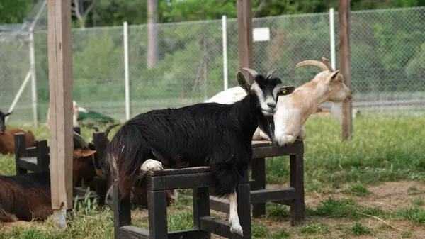 Uzun kürklü kara keçi, bir barınağın altındaki ahşap bankta oturuyor. Etrafı çitlerle çevrili bir çiftlik bölgesinde diğer keçilerle çevrili. Tarım, kırsal yaşam tarzı ve hayvan refahı konuları için mükemmel..