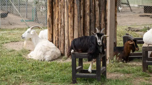 Çimenlerde dinlenen çok sayıda keçi yavrusu ve çiftlik etrafındaki ahşap bir yapının yakınındaki ahşap sandalyeler. Kompozisyon renk, doku ve hayvan davranışlarındaki çeşitliliği gösteriyor. Tarım, eğitim veya kırsal yaşam tarzı için elverişli 