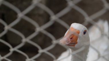 Meraklı bir ifadeyle tel örgülerin arasından gözetleyen beyaz bir kazın yakın çekimi. Kuşun turuncu gagası ve mavi gözleri açıkça görülebilir. Çiftlik hayvanları, merak ve kümes hayvanları için ideal.