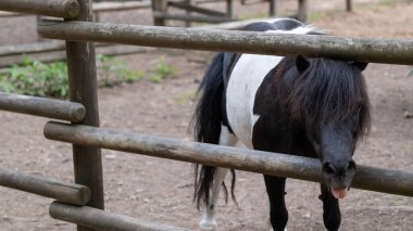 Uzun yeleli siyah ve beyaz bir midilli, tahta bir çitin arkasında dikilirken şakacı bir şekilde dilini dışarı çıkarır. Bu mizahi çiftlik sahnesi hayvan bakımı, kırsal yaşam tarzı ve çocuklar için eğitici materyaller için mükemmeldir..
