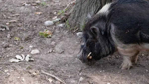 Görünür dişleri olan siyah bir domuzun toprak ve dağınık yapraklarla çevrili bir ağacın yakınındaki zemini kokladığı görülmektedir. Yayımsal veya ticari kullanımda çiftçilik, hayvan davranışları veya kırsal çevre temaları için ideal.