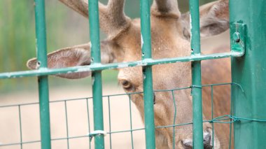 Genç bir geyiğin melankolik bir ifadeyle yeşil metal bir çitten baktığı yakın plan. Görüntü, eğitim, etik veya hayvan hakları içeriği için ideal olan üzüntü ve hapsetme duygularını çağrıştırıyor.