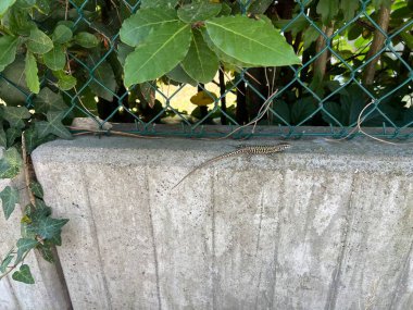 Yeşil sarmaşık ve tel örgüyle beton çitin üzerinde güneşlenen bir kertenkele. Vahşi yaşam, ekoloji, bahçe tasarımı veya yaz temalı projeler için harika.