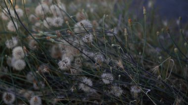 Doğal ışıkta hafifçe aydınlatılan kurumuş kır çiçekleri ve sapların detaylı bir yakın çekimi karamsar ve dokulu bir botanik sahnesi yaratıyor. Doğa, mevsimler, dokular ve