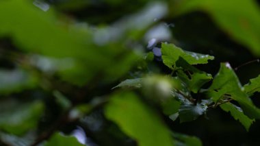 Taze yeşil fındık yapraklarının yakın plan çekimi, küçük olgunlaşmamış fındıklı, yağmurdan sonra ıslak. Botanik, tarım, fındık üretimi, mevsimsel doğa sahneleri ve çevresel kavramlar için ideal.
