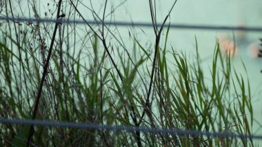 Arka planda yumuşak su yüzeyi olan metal bir çitin arkasında büyüyen yabani otların ve kuru sapların yakın görüntüsü. Sahne, çevre, ekoloji, se ile ilgili temalar için ideal, zıt dokulara sahip, doğal, biraz kırsal bir atmosfer yakalar