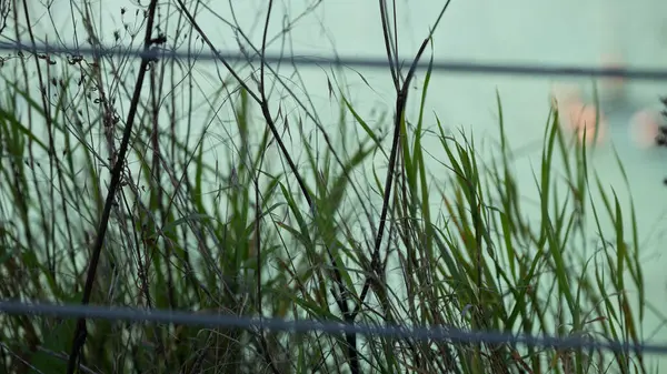 Arka planda yumuşak su yüzeyi olan metal bir çitin arkasında büyüyen yabani otların ve kuru sapların yakın görüntüsü. Sahne, çevre, ekoloji, se ile ilgili temalar için ideal, zıt dokulara sahip, doğal, biraz kırsal bir atmosfer yakalar