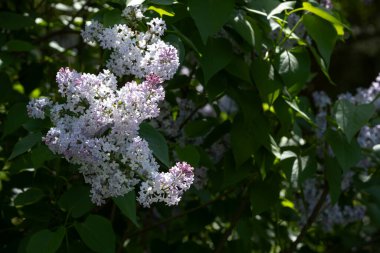 Açık mor eflatun şırınga müstehcen çiçekleri koyu yeşil yapraklarla kısmi gölgede yetişiyor. İlkbahar, sükunet, doğal güzellik ve bahçe ilhamı ile ilgili konular için mükemmel..