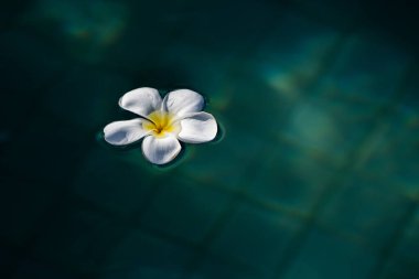 İzole edilmiş, sarı merkezli mükemmel beyaz bir çiçek parıldayan güneş ışığında turkuaz bir havuzda süzülür..