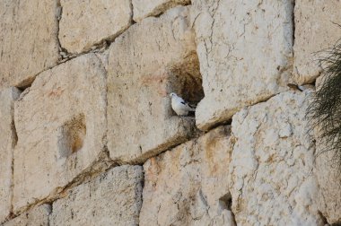 İsrail 'in eski Kudüs şehrindeki batı duvarındaki bir kaya yarığında bir kuş barınağı var.. 