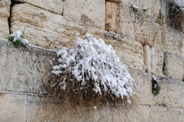 The Western Wall dusted with powdery, white snow and frost following a rare winter snowstorm in Jerusalem, Israel.  clipart