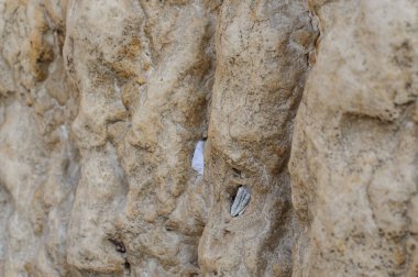 Kudüs, İsrail 'deki Batı Duvarı' nın çatlaklarına, üzerinde yazılı dualar bulunan küçük kağıt parçaları yerleştiriliyor.. 