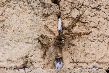 Tiny slips of paper with written prayers to God are inserted into the cracks of the Western Wall in Jerusalem, Israel.  clipart