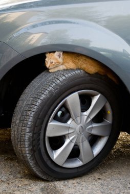 A tiny, feral, orange tabby kitten takes shelter on a car tire partially hidden by the metal frame of the chassis.  clipart