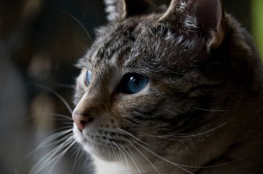 Evcil, gri ve beyaz çizgili, göz kamaştırıcı, koyu mavi gözlü bir kedinin portresi.. 