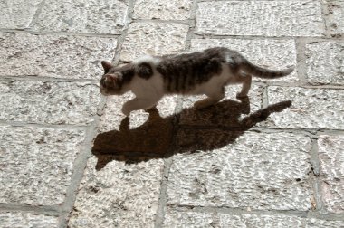 Yetişkin, vahşi, Kudüs sokak kedisi kaldırımda gün ışığında yürüyor.. 