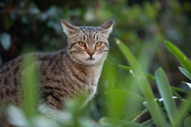 Gri, kaplan çizgili yetişkin, vahşi Kudüs sokak kedisi halk parkındaki bitkilerin arasında oturuyor.. 