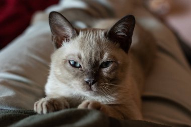 Mavi Noktalı Tonkinese kedisi. Aquamarine gözlü. Dünyayı merakla seyrediyor..  