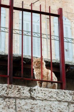 Pasaklı, turuncu tekir kedisi Kudüs sokak kedisi gururla taş bir duvarda dikilir ve çerçevelenmiş kırmızı bir metal parmaklıkla.
