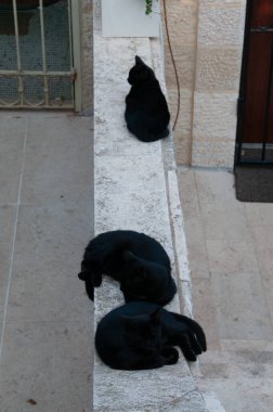 Bir grup siyah kedi, öğleden sonra Kudüs 'te siesta yapmak için taş bir duvara kıvrılır.. 