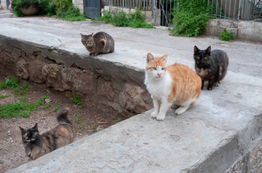 Kudüs 'te taş bir duvardan beslenmek için dört tane çok renkli vahşi sokak kedisi sabırsızlıkla bekliyor.. 