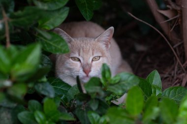 Turuncu ve beyaz bir sokak kedisi, Kudüs parkında bitki ve yapraklarla çerçevelenmiş bir şekilde yerde oturuyor.. 