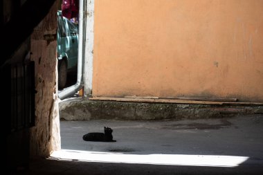 Sfenks giymiş küçük siyah kedi asfalt yolda oturuyor ve yukarı bakıyor..  