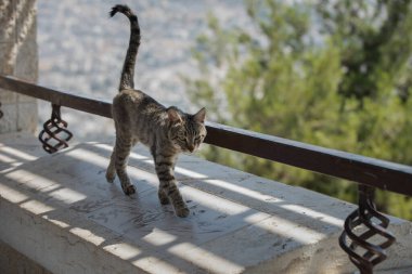 İzole edilmiş, küçük, gri ve siyah, kaplan şeritli yaban kedisi kuyruğu dik bir şekilde taş çıkıntıda yürüyor..