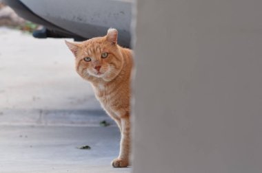 A ginger, orange and white, adult, feral street cat with ears pulled back in response to a threat of danger.  clipart